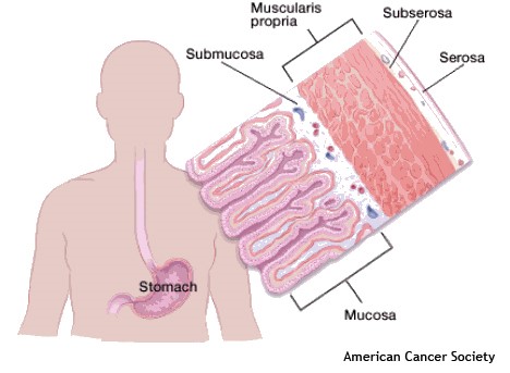 camadas do estomago 2 | Anatomia papel e caneta
