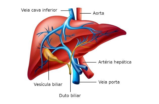 Desafios nos Vasos Hepáticos: Explorando Impactos no Sistema Digestivo